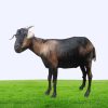 Deshi Medium Goat