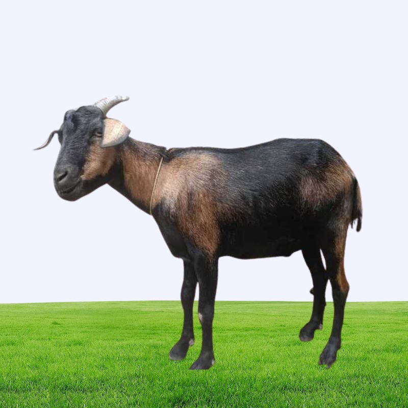 Deshi Medium Goat