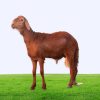 Special Aqiqah Goat