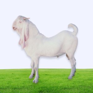 White Jamunapari Goat
