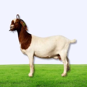 Premium Farm Goat