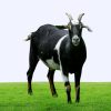 Black Bengal Goat