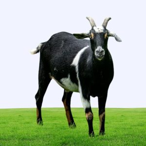 Black Bengal Goat