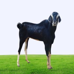 Deshi Large Goat