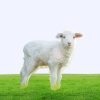 Local Sheep (Small)