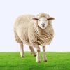 Medium Farm Sheep