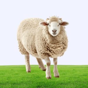 Medium Farm Sheep