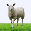 Premium White Sheep