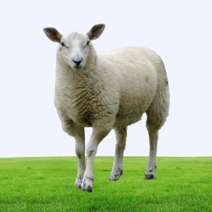 Premium White Sheep