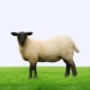 Black Face Sheep