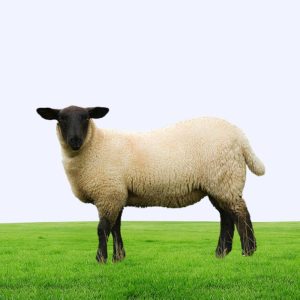 Black Face Sheep
