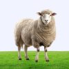 Large Event Sheep