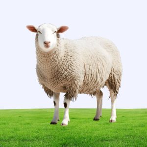 Aqiqah Sheep
